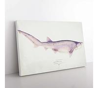 Big Box Art Illustration of a Tiger Shark by F.E. Clarke Canvas Wall Art Print Ready to Hang Picture, 76 x 50 cm (30 x 20 Inch), White, Grey, Purple