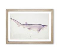 Big Box Art Illustration of a Tiger Shark by F.E. Clarke Framed Wall Art Picture Print Ready to Hang, Oak A2 (62 x 45 cm)