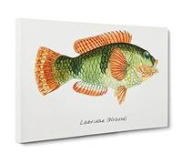 Big Box Art Illustration of a Wrasse Fish by F.E. Clarke Canvas Wall Art Framed Picture Print, 30 x 20 Inch (76 x 50 cm), White, Gold, Brown, Green