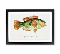 Big Box Art Illustration of a Wrasse Fish by F.E. Clarke Framed Wall Art Picture Print Ready to Hang, Black A2 (62 x 45 cm)