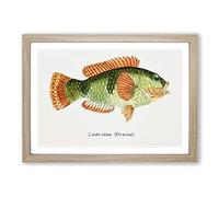 Big Box Art Illustration of a Wrasse Fish by F.E. Clarke Framed Wall Art Picture Print Ready to Hang, Oak A2 (62 x 45 cm)