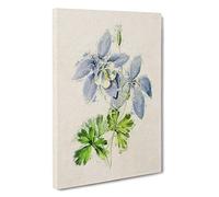 Big Box Art Illustration of Columbine Flowers Canvas Wall Art Framed Picture Print, 30 x 20 Inch (76 x 50 cm), White, Grey, Green, Blue, Green
