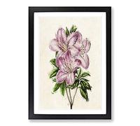 Big Box Art Illustration of Pale Pink Azaleas Framed Wall Art Picture Print Ready to Hang, Black A2 (62 x 45 cm)