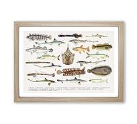 Big Box Art Illustrations of Southern Pacific Fishes by F.E. Clarke Framed Wall Art Picture Print Ready to Hang, Oak A2 (62 x 45 cm)