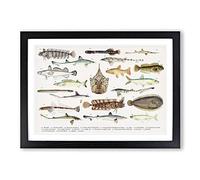 Big Box Art Illustrations of Southern Pacific Fishes by F.E. Clarke Framed Wall Art Picture Print Ready to Hang, Black A2 (62 x 45 cm)