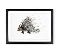 Big Box Art Indian Crested Porcupine by John Edward Gray Framed Wall Art Picture Print Ready to Hang, Black A2 (62 x 45 cm)
