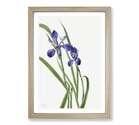 Big Box Art Iris by Mary Vaux Walcott Framed Wall Art Picture Print Ready to Hang, Oak A2 (62 x 45 cm)