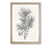 Big Box Art Irish Ivy by Shirley Hibberd Framed Wall Art Picture Print Ready to Hang, Oak A2 (62 x 45 cm)