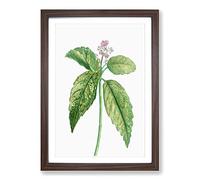 Big Box Art Japanese Laurel Flowers by Pierre-Joseph Redoute Framed Wall Art Picture Print Ready to Hang, Walnut A2 (62 x 45 cm)