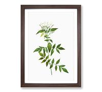 Big Box Art Jasmine Flowers by Pierre-Joseph Redoute Framed Wall Art Picture Print Ready to Hang, Walnut A2 (62 x 45 cm)