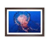 Big Box Art Jellyfish in Pink & Blue in Abstract Framed Wall Art Picture Print Ready to Hang, Walnut A2 (62 x 45 cm)