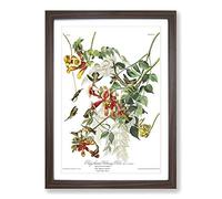 Big Box Art John James Audubon Ruby Throated Humming Bird Framed Wall Art Picture Print Ready to Hang, Walnut A2 (62 x 45 cm)