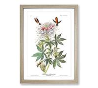 Big Box Art John James Audubon Ruff Necked Humming Bird Framed Wall Art Picture Print Ready to Hang, Oak A2 (62 x 45 cm)
