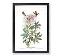 Big Box Art John James Audubon Ruff Necked Humming Bird Framed Wall Art Picture Print Ready to Hang, Oak A2 (62 x 45 cm)