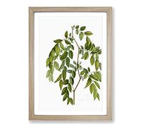 Big Box Art Jujube Fruit Tree Branch by Pierre-Joseph Redoute Framed Wall Art Picture Print Ready to Hang, Oak A2 (62 x 45 cm)
