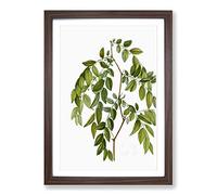 Big Box Art Jujube Fruit Tree Branch by Pierre-Joseph Redoute Framed Wall Art Picture Print Ready to Hang, Walnut A2 (62 x 45 cm)