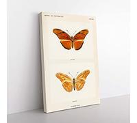 Big Box Art Julia Butterfly by S.F. Denton Canvas Wall Art Print Ready to Hang Picture, 76 x 50 cm (30 x 20 Inch), White, Cream