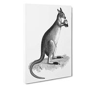 Big Box Art Kangaroo in Black & White by George Shaw Canvas Wall Art Framed Picture Print, 30 x 20 Inch (76 x 50 cm), White, Grey, Black, Grey