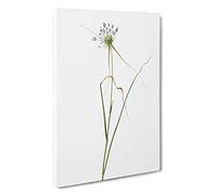 Big Box Art Keeled Garlic Flowers by Pierre-Joseph Redoute Canvas Wall Art Framed Picture Print, 30 x 20 Inch (76 x 50 cm), White, Grey