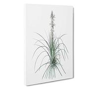 Big Box Art Kings Spear Flowers by Pierre-Joseph Redoute Canvas Wall Art Framed Picture Print, 30 x 20 Inch (76 x 50 cm), White, Grey, Beige, Grey