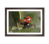 Big Box Art Ladybird Taking Flight Framed Wall Art Picture Print Ready to Hang, Walnut A2 (62 x 45 cm)
