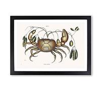 Big Box Art Land Crab by Mark Catesby Framed Wall Art Picture Print Ready to Hang, Black A2 (62 x 45 cm)