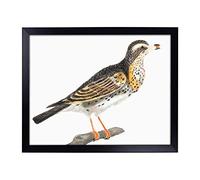 Big Box Art Lap Tray with Cushion | Thrush by Johan Teyler | Padded Bean Bag Cushion | For Eating, Working, Crafting, Laptop | Portable Table Desk