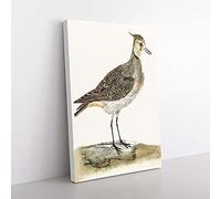 Big Box Art Lapwing by Johan Teyler Canvas Wall Art Print Ready to Hang Picture, 76 x 50 cm (30 x 20 Inch), White, Brown, Green, Brown