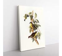 Big Box Art Large-Headed Robins by Elizabeth Gould Canvas Wall Art Print Ready to Hang Picture, 76 x 50 cm (30 x 20 Inch), White, Brown, Cream, Brown