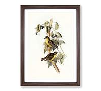 Big Box Art Large-Headed Robins by Elizabeth Gould Framed Wall Art Picture Print Ready to Hang, Walnut A2 (62 x 45 cm)