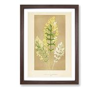 Big Box Art Leaf Illustration by Benjamin Fawcett Framed Wall Art Picture Print Ready to Hang, Walnut A2 (62 x 45 cm)