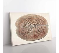 Big Box Art Leaf of a Gigantic Water Lily by William Sharp Canvas Wall Art Print Ready to Hang Picture, 76 x 50 cm (30 x 20 Inch), White, Brown