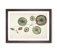 Big Box Art Leaves of a Gigantic Water Lily by William Sharp Framed Wall Art Picture Print Ready to Hang, Walnut A2 (62 x 45 cm)