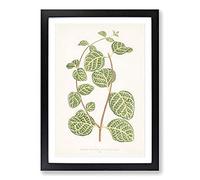 Big Box Art Leaves of a Plant by Benjamin Fawcett Framed Wall Art Picture Print Ready to Hang, Black A2 (62 x 45 cm)