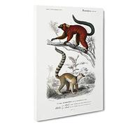 Big Box Art Lemur Illustrations by Charles d' Orbigny Canvas Wall Art Framed Picture Print, 30 x 20 Inch (76 x 50 cm), White, Grey, Black, Green, Red