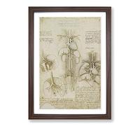 Big Box Art Leonardo Da Vinci Anatomy 5 Framed Wall Art Picture Print Ready to Hang, Walnut A2 (62 x 45 cm)