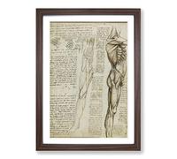 Big Box Art Leonardo Da Vinci Anatomy 6 Framed Wall Art Picture Print Ready to Hang, Walnut A2 (62 x 45 cm)