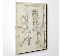 Big Box Art Leonardo Da Vinci Anatomy 7 Canvas Wall Art Print Ready to Hang Picture, 30 x 20 Inch (76 x 50 cm), Multi-Coloured