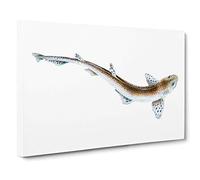Big Box Art Lesser Spotted Dog-Fish by Edward Donovan Canvas Wall Art Framed Picture Print, 30 x 20 Inch (76 x 50 cm), White, Grey, Brown, Cream
