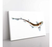 Big Box Art Lesser Spotted Dog-Fish by Edward Donovan Canvas Wall Art Print Ready to Hang Picture, 76 x 50 cm (30 x 20 Inch), White, Grey, Brown, Cream