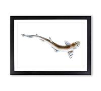 Big Box Art Lesser Spotted Dog-Fish by Edward Donovan Framed Wall Art Picture Print Ready to Hang, Black A2 (62 x 45 cm)