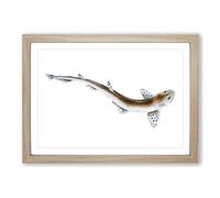 Big Box Art Lesser Spotted Dog-Fish by Edward Donovan Framed Wall Art Picture Print Ready to Hang, Oak A2 (62 x 45 cm)