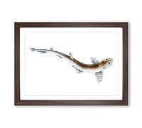Big Box Art Lesser Spotted Dog-Fish by Edward Donovan Framed Wall Art Picture Print Ready to Hang, Walnut A2 (62 x 45 cm)