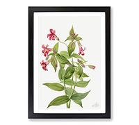 Big Box Art Lewis Monkey Flower by Mary Vaux Walcott Framed Wall Art Picture Print Ready to Hang, Black A2 (62 x 45 cm)