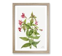 Big Box Art Lewis Monkey Flower by Mary Vaux Walcott Framed Wall Art Picture Print Ready to Hang, Oak A2 (62 x 45 cm)