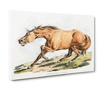 Big Box Art Light-Brown Horse by Henry Alken Canvas Wall Art Framed Picture Print, 30 x 20 Inch (76 x 50 cm), White, Gold, Cream, Green