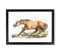 Big Box Art Light-Brown Horse by Henry Alken Framed Wall Art Picture Print Ready to Hang, Black A2 (62 x 45 cm)