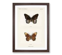 Big Box Art Limenitis Arthemis Butterfly by S.F. Denton Framed Wall Art Picture Print Ready to Hang, Walnut A2 (62 x 45 cm)