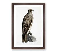 Big Box Art Lined Fishing Eagle by John Edward Gray Framed Wall Art Picture Print Ready to Hang, Walnut A2 (62 x 45 cm)