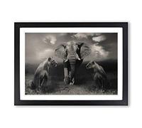 Big Box Art Lion Lionesses and an Elephant Framed Wall Art Picture Print Ready to Hang, Black A2 (62 x 45 cm)